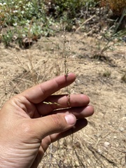 Poa howellii
