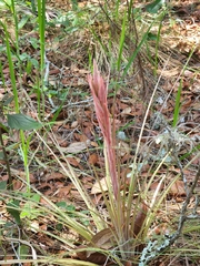 Tillandsia floridana image