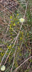 Acacia genistifolia