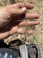 Poa howellii