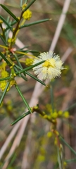 Acacia genistifolia