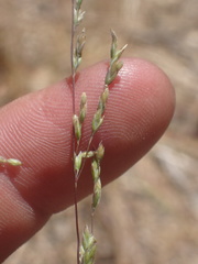 Poa howellii