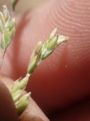 Poa howellii