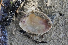 Katelysia rhytiphora