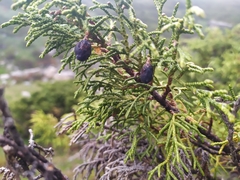Juniperus pseudosabina