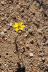 Ornithogalum rupestre