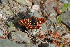 Euphydryas anicia