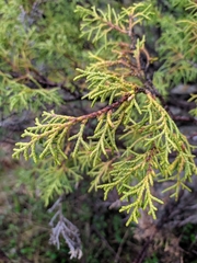 Juniperus pseudosabina