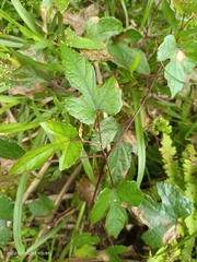 Vitis kelungensis