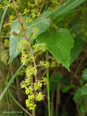 Vitis kelungensis