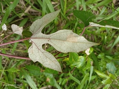 Vitis kelungensis