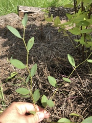 Baptisia sphaerocarpa