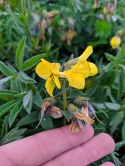 Thermopsis alpina