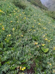 Thermopsis alpina