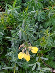 Thermopsis alpina