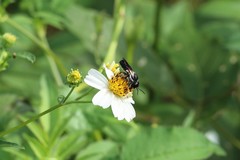 Megachile disjunctiformis