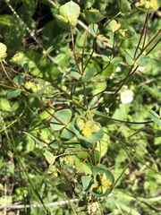 Euphorbia microcarpa