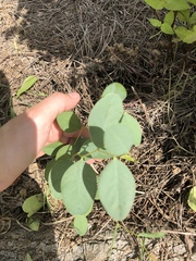 Baptisia sphaerocarpa