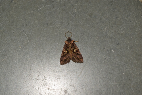 Daseuplexia