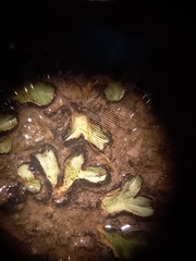 Riccia limbata
