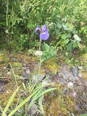 Iris setosa interior