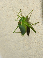 Isophya pyrenaea