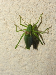 Isophya pyrenaea