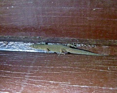 Sphaerodactylus elegans elegans