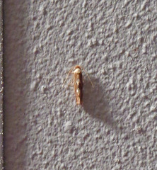 Philonome clemensella