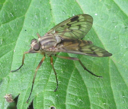 Downlooker Snipefly