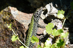 Podarcis muralis