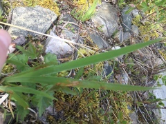 Iris setosa interior