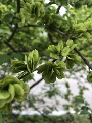Ulmus