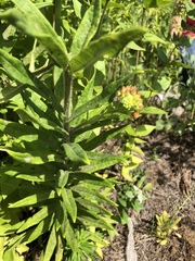Asclepias tuberosa interior
