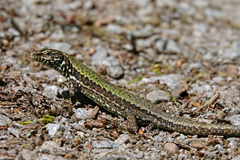 Podarcis muralis