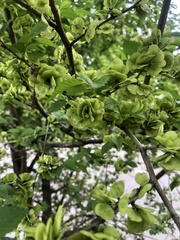 Ulmus