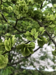 Ulmus