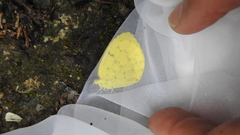 Eurema blanda arsakia