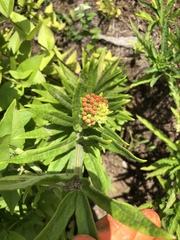 Asclepias tuberosa interior
