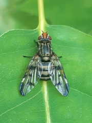 Otites formosa