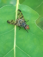 Otites formosa