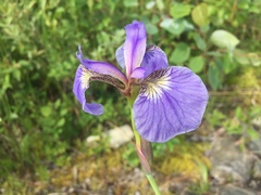 Iris setosa interior