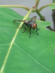 Otites formosa