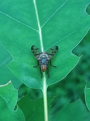Otites formosa