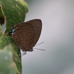 Arhopala agrata