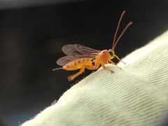 Xanthopimpla rhopaloceros