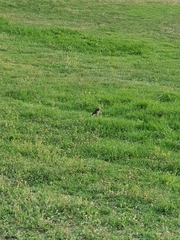 Acridotheres leucocephalus