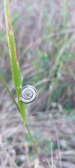 Xerolenta obvia