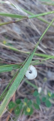 Xerolenta obvia