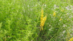 Crotalaria trichotoma